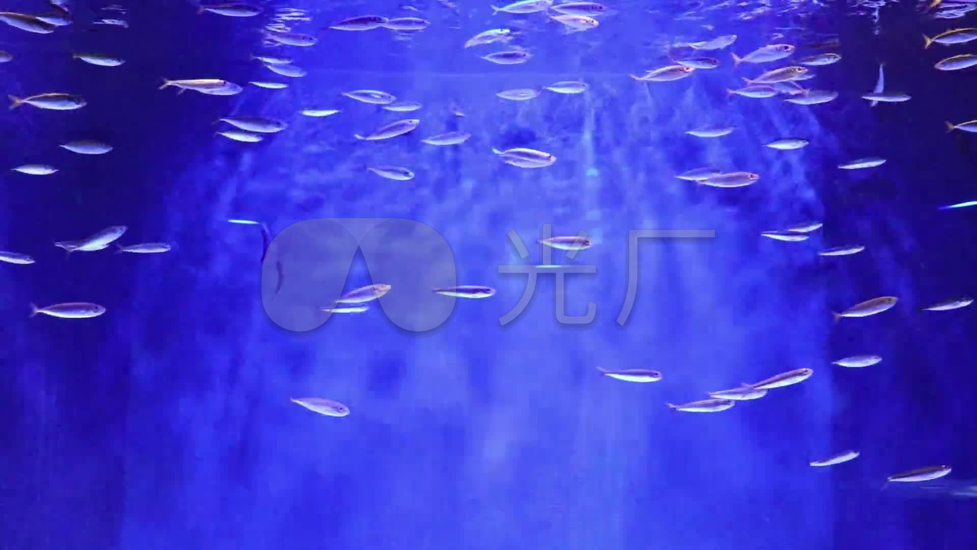 游鱼海底世界海洋生物海产品海马_1920x1080_高清视频