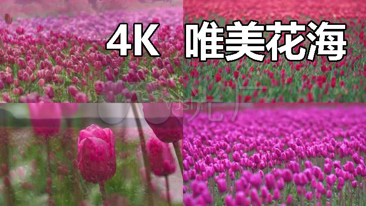 【4k超清】花海