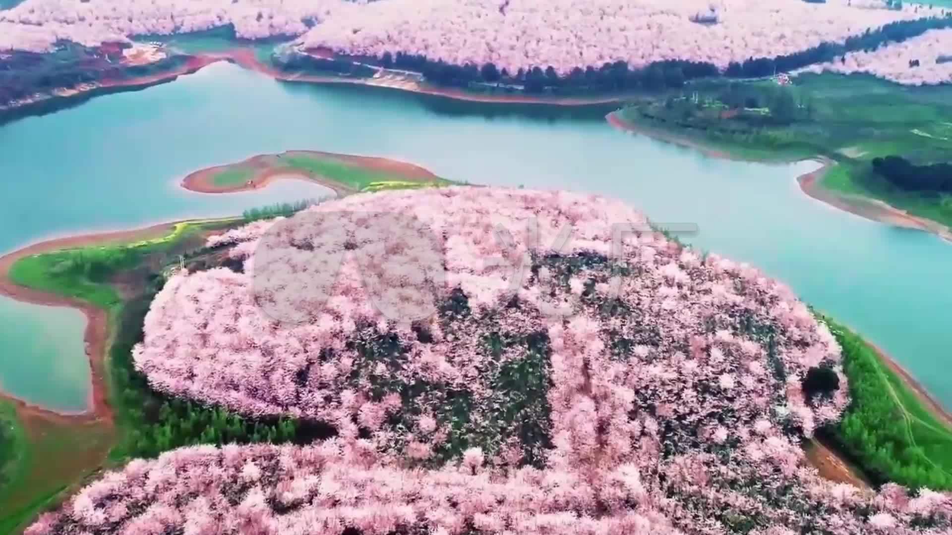 贵州平坝樱花_1920x1080_高清视频素材下载(编号:)