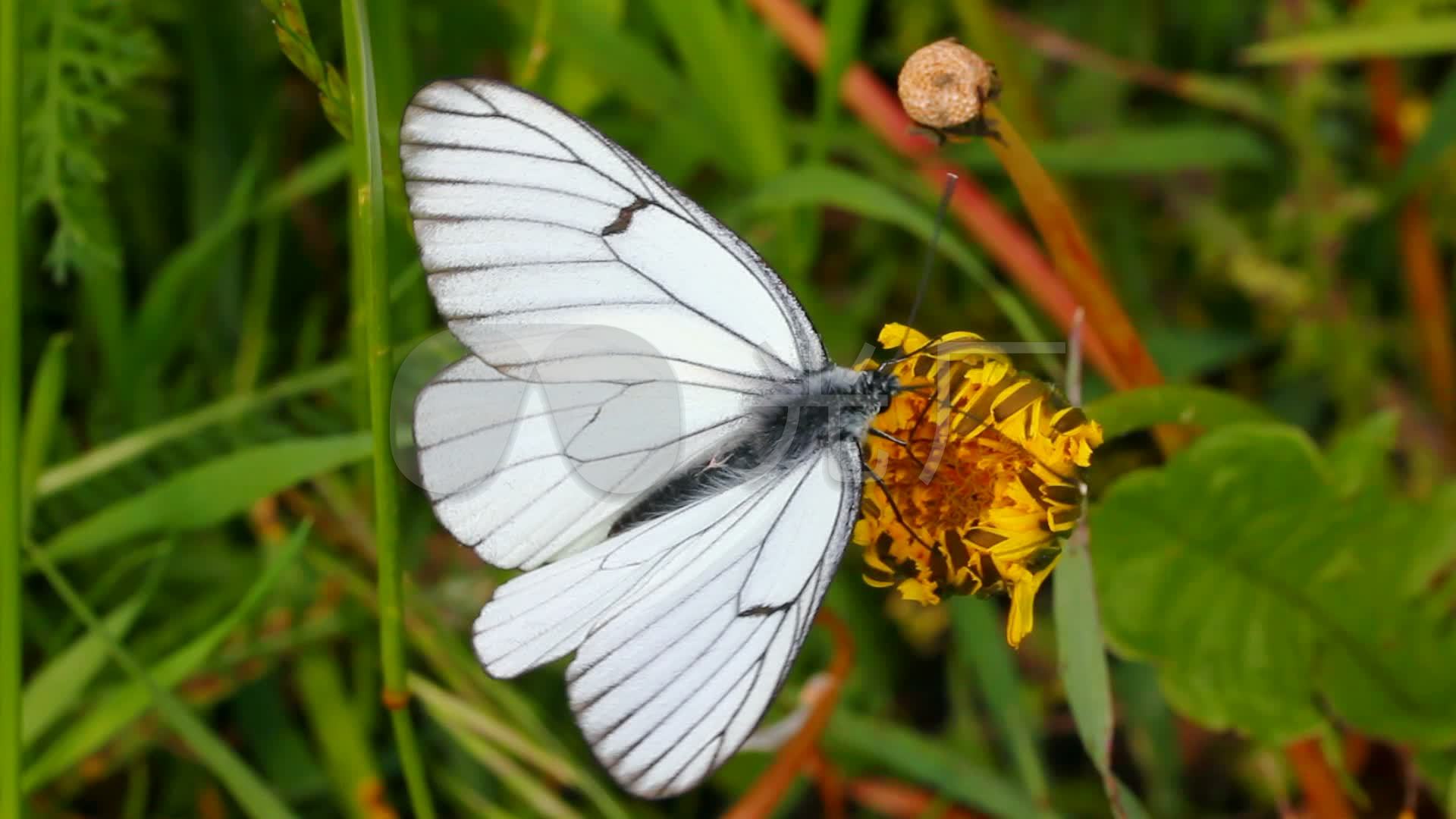 白蝴蝶停留在鲜花上_1920x1080_高清视频素材下载(编号:2707001)_实拍
