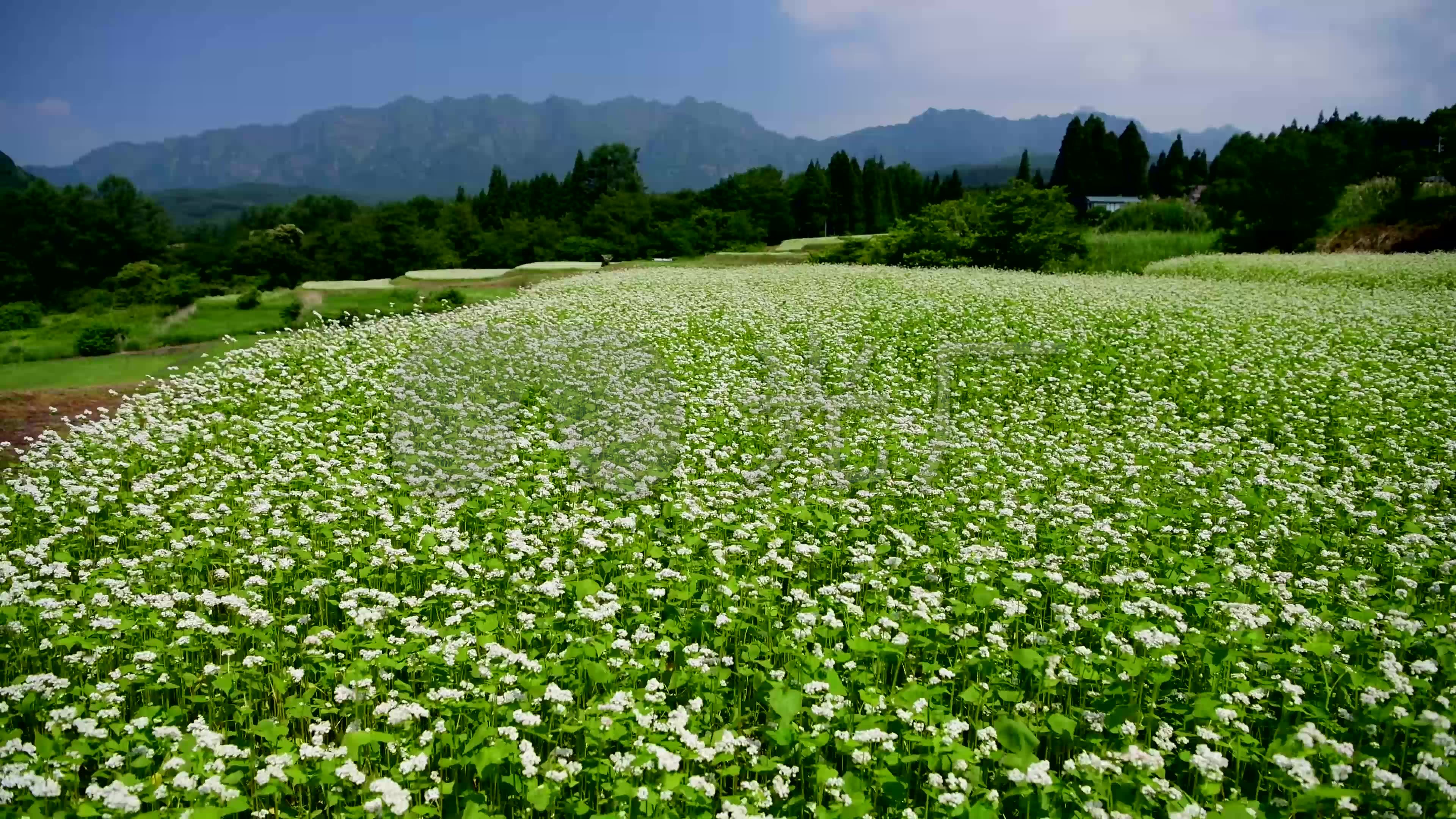 4k日本镜池夏荞麦花户隐高原绿色世界
