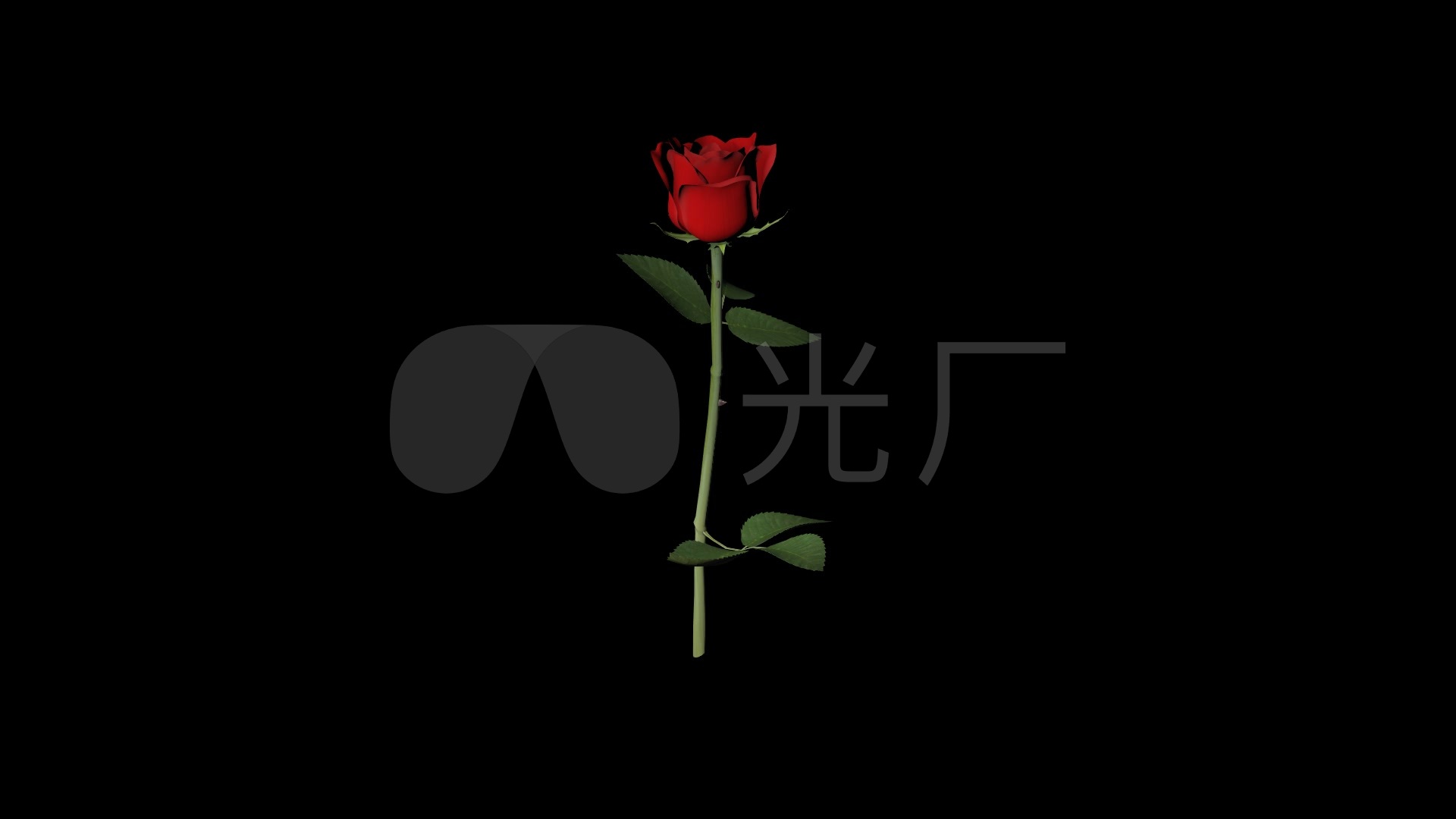 透明通道玫瑰花视频素材