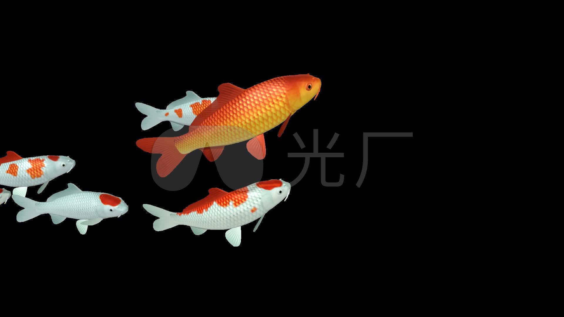 锦鲤鱼鲤鱼