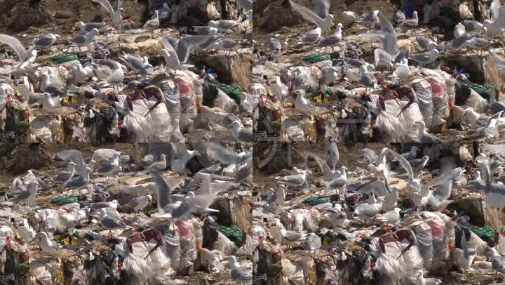 已实名签约海鸥飞鸟小鸟鸟儿食物垃圾垃圾堆废墟环境环保环境污染环境