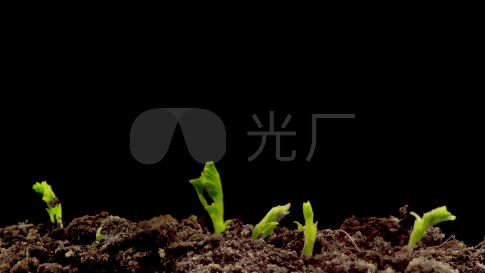 嫩芽茁壮成长植物生长绿色小草绿苗_1920x1080_高清