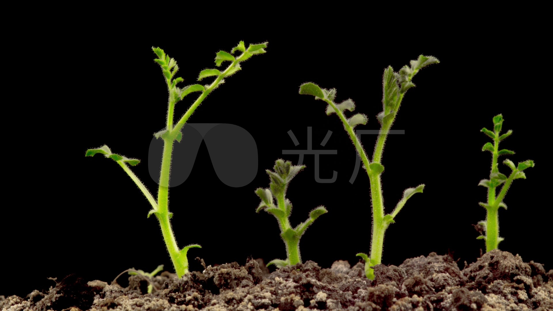 嫩芽茁壮成长植物生长绿色小草绿苗_1920x1080_高清