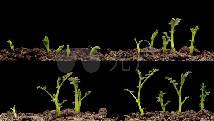 嫩芽茁壮成长植物生长绿色小草绿苗