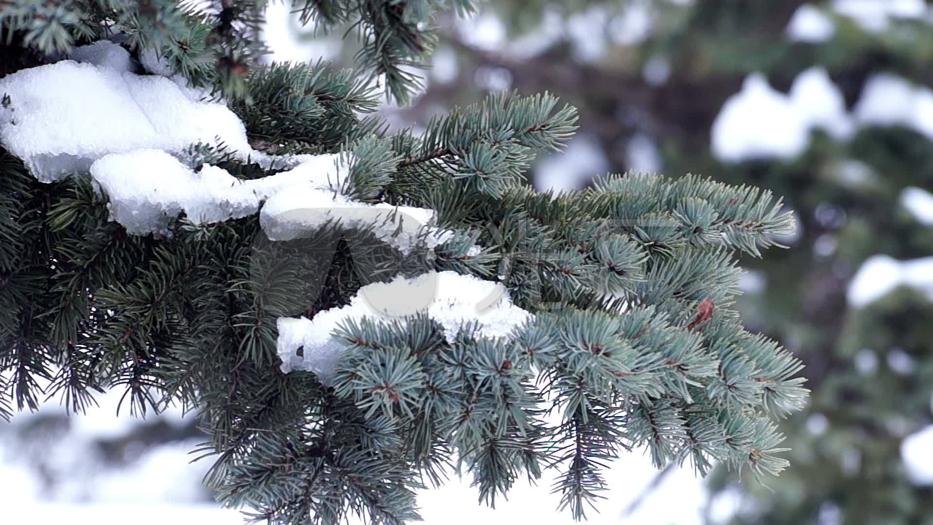 松树雪挂松树雪景冬季纯净_1920x1080_高清视频素材下载(编号:2721701