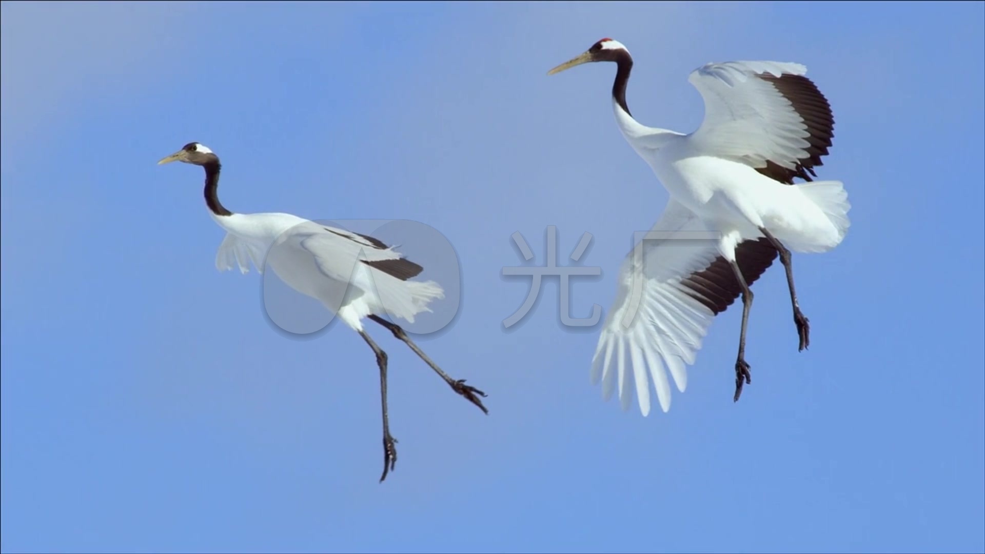 仙鹤飞翔-丹顶鹤展翅翱翔-飞鹤-鸟类飞行_1920x1080