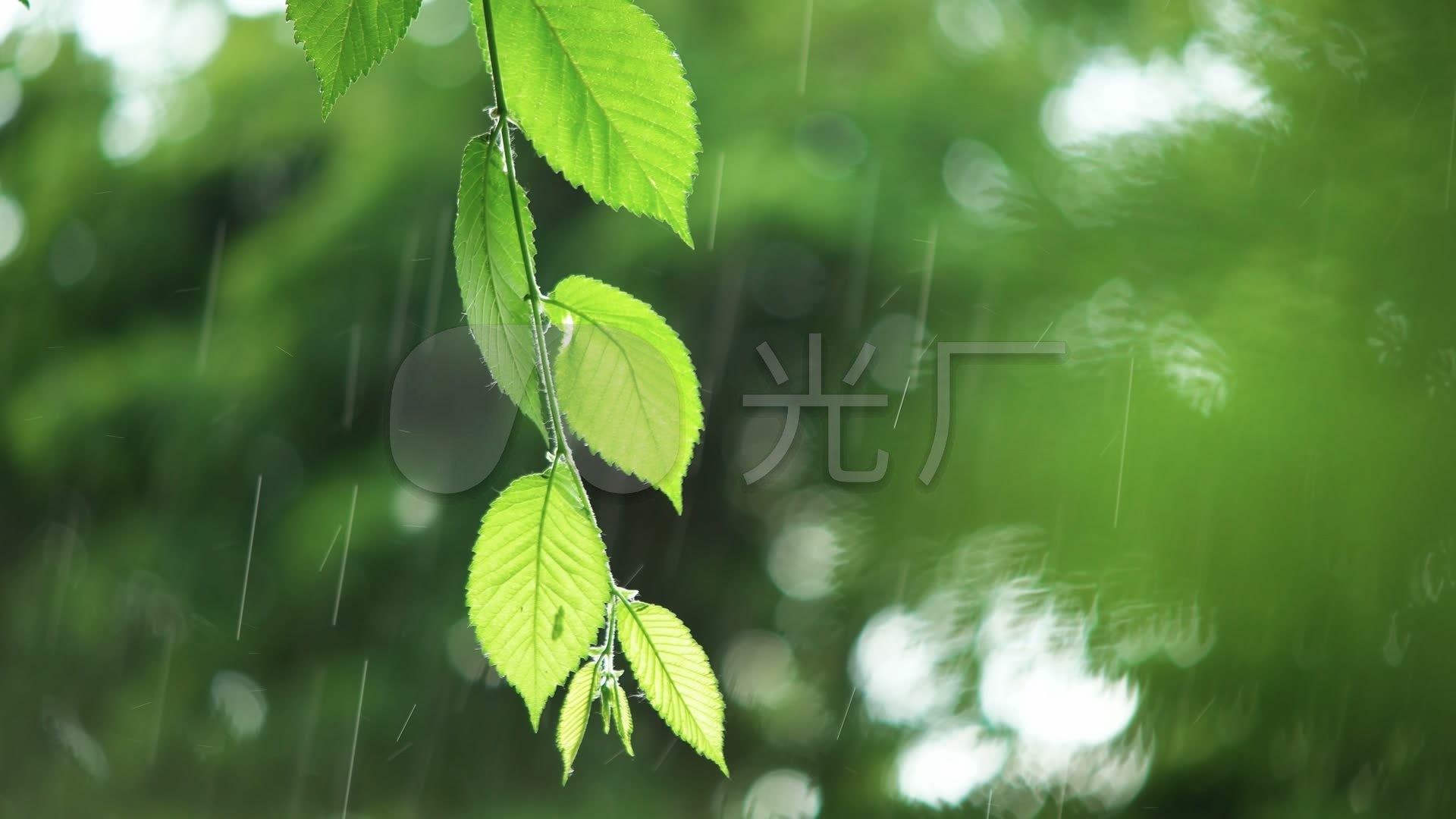 雨中的翡翠嫩叶春天植物下雨慢镜头_1920x1080_高清