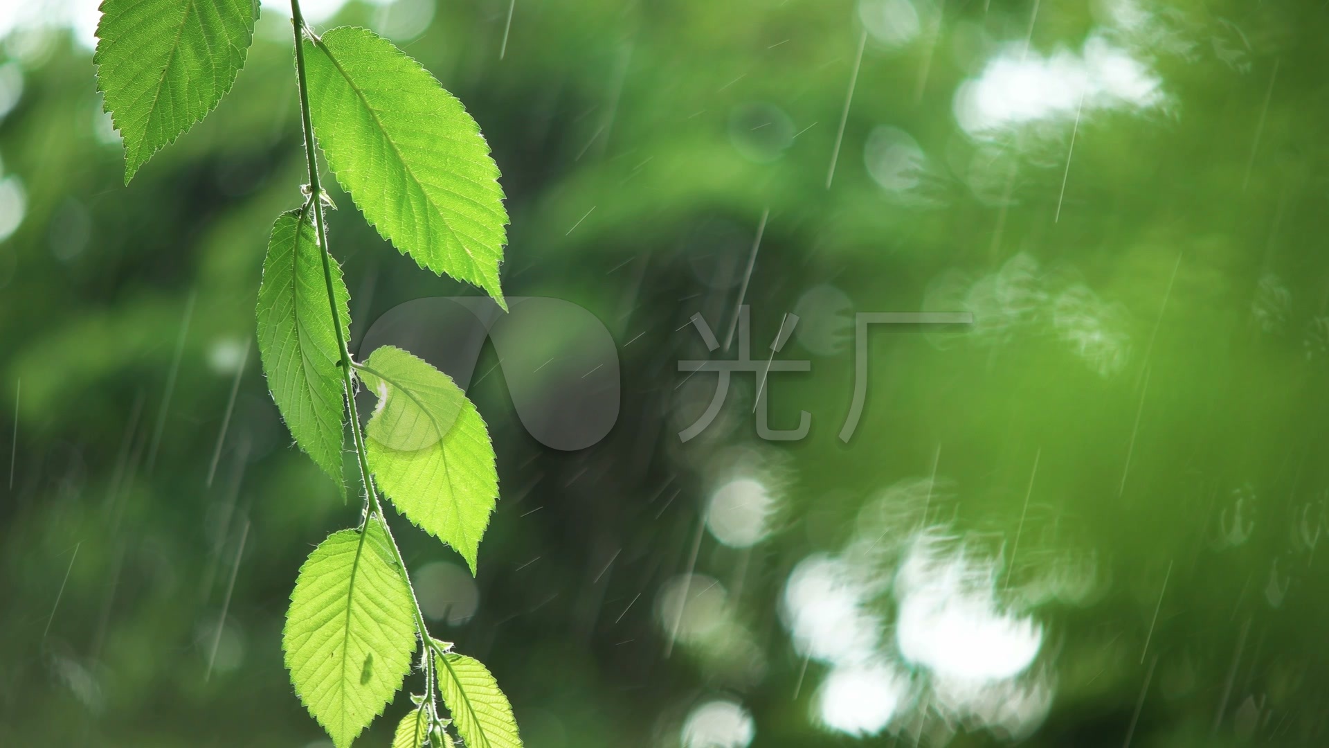 雨中的翡翠嫩叶春天植物下雨慢镜头_1920x1080_高清