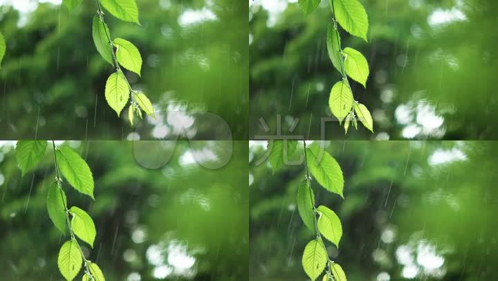雨中的翡翠嫩叶春天植物下雨慢镜头