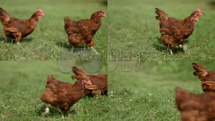 4k草地上奔跑的两只母鸡
