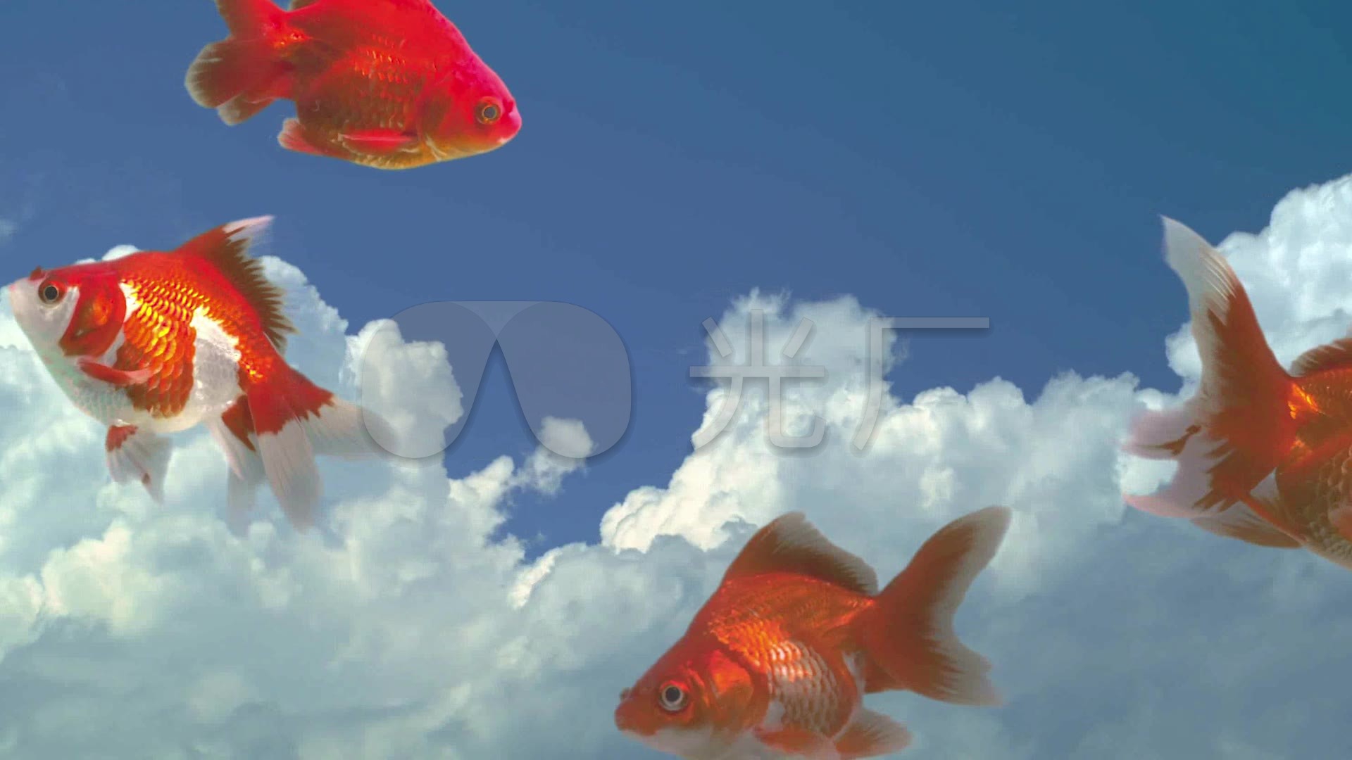 唯美创意金鱼游动鱼缸玻璃水流