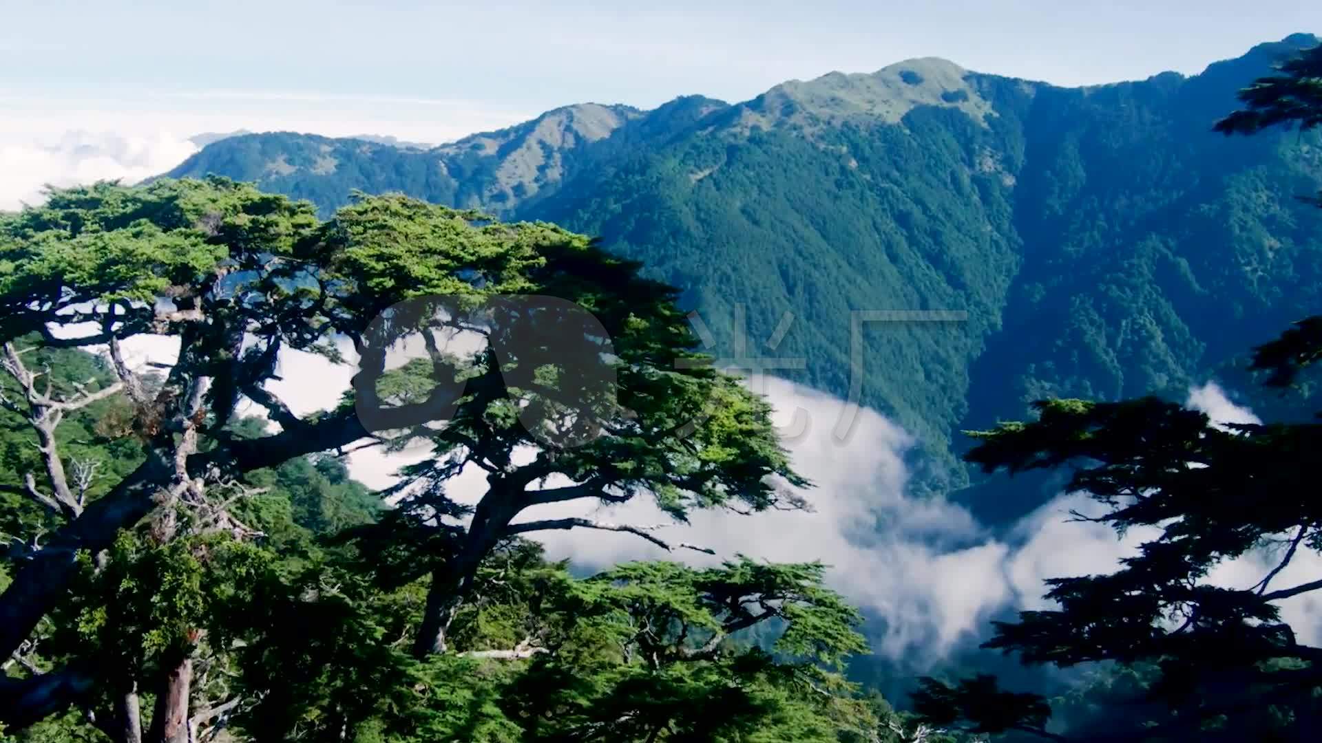 航拍合欢山自然风景自然风光山脉大树云雾_1920x1080