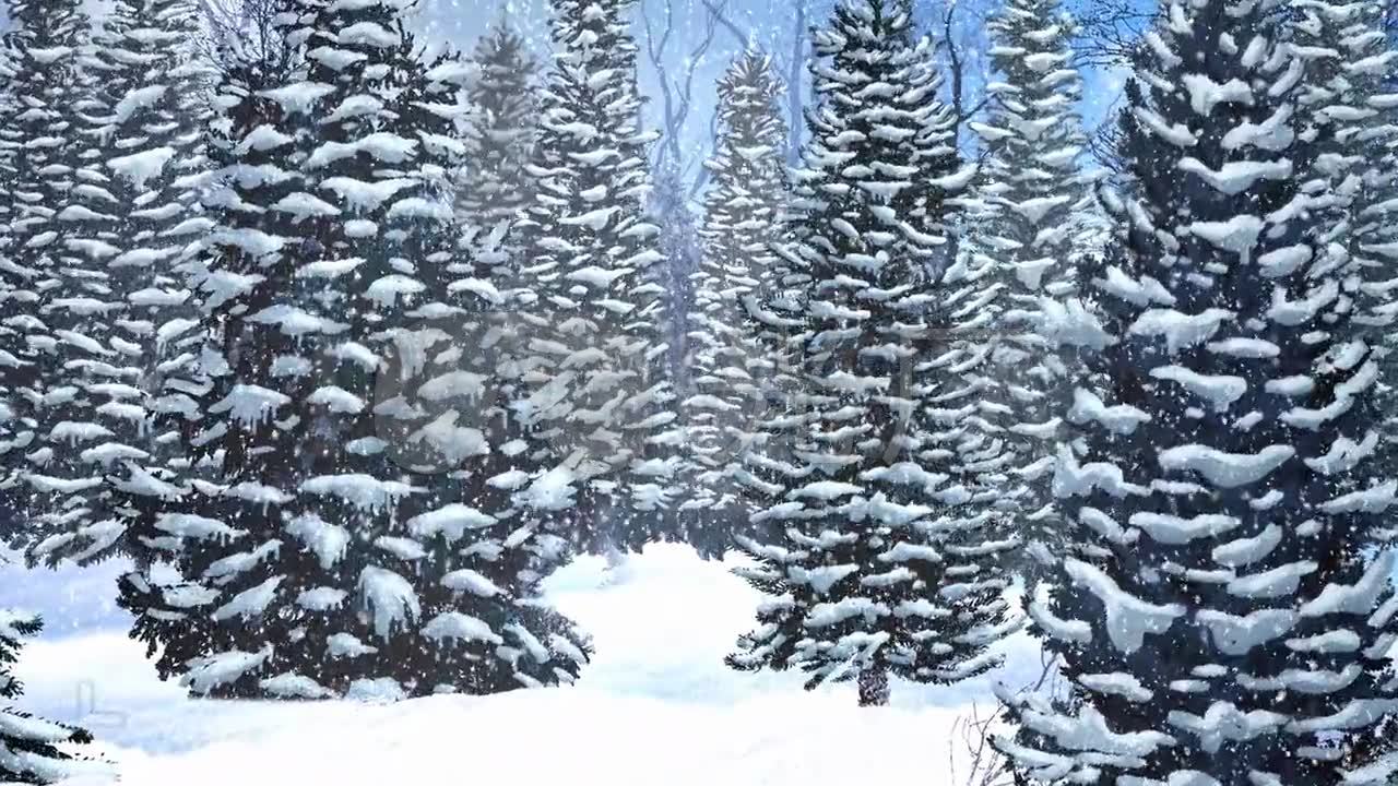 大雪中的松树