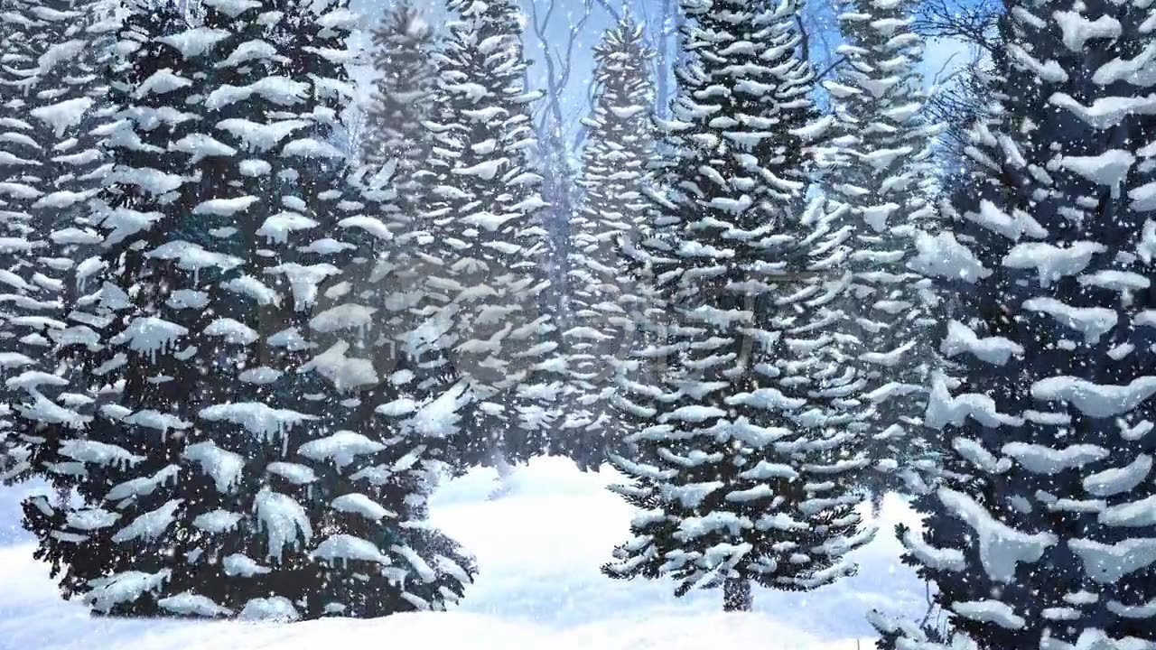 大雪中的松树