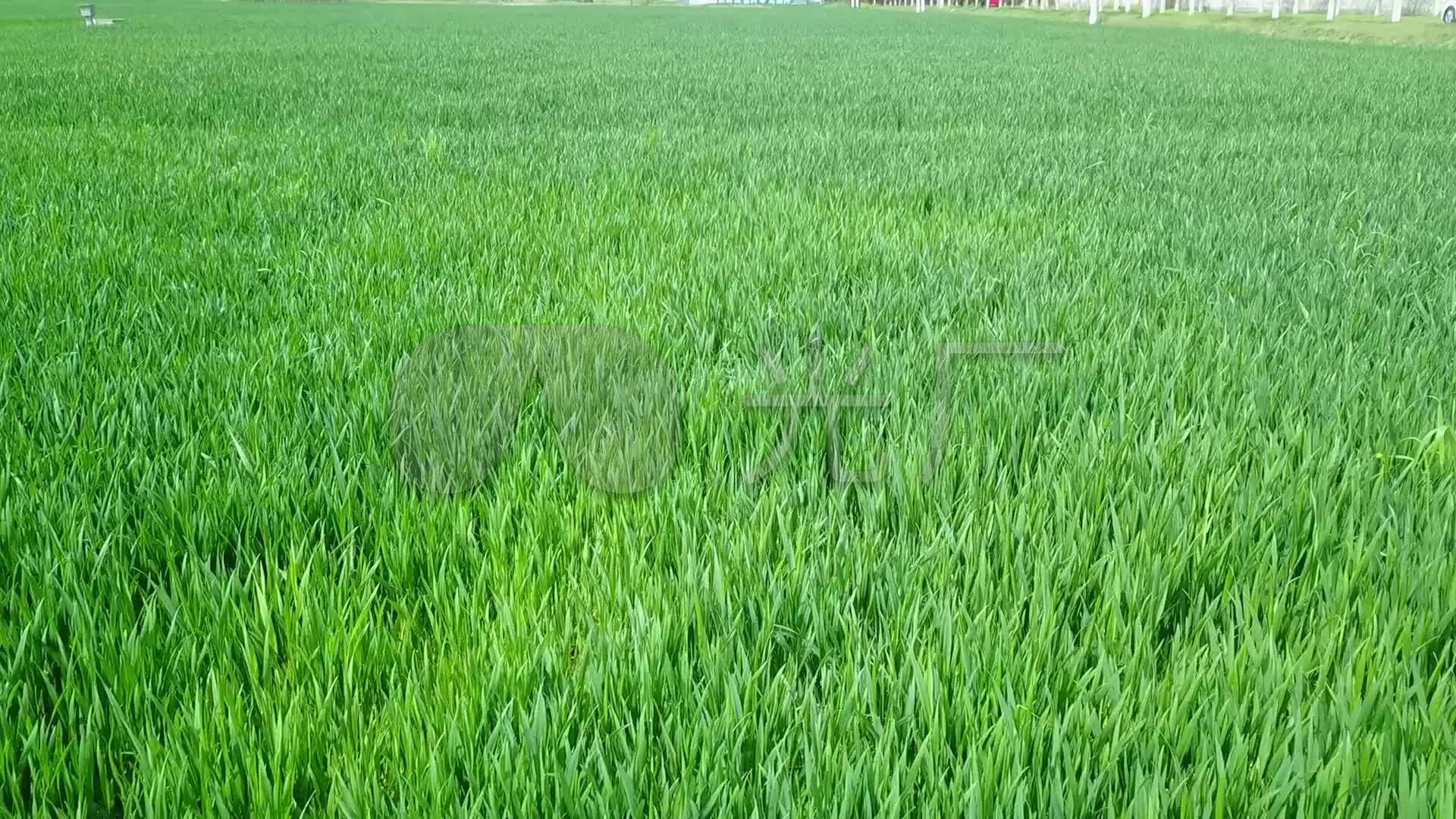 实拍航拍小麦麦苗春色绿色草地