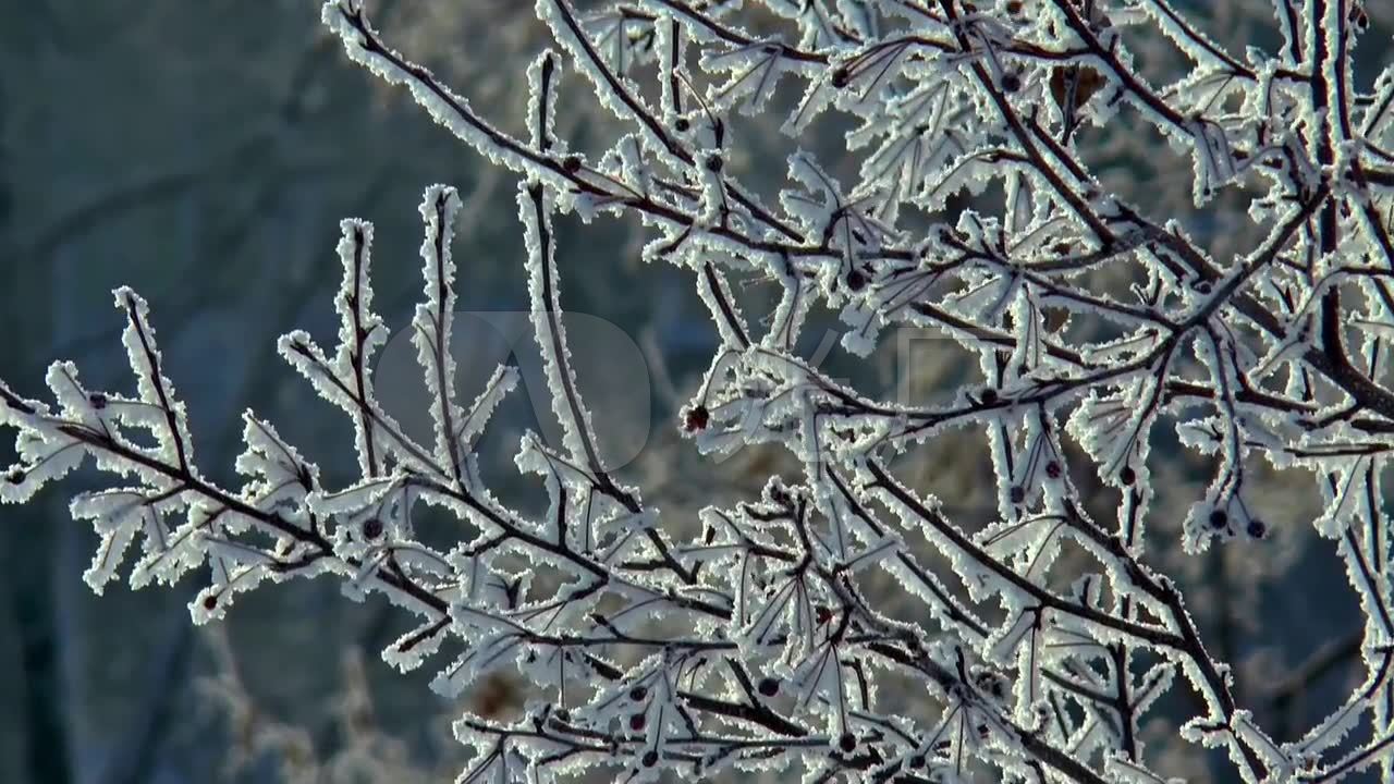 冬天寒冷雾凇冬天里的树枝树干结冰