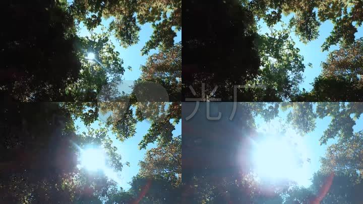树木森林仰拍空镜头蓝天天井空洞移动素材