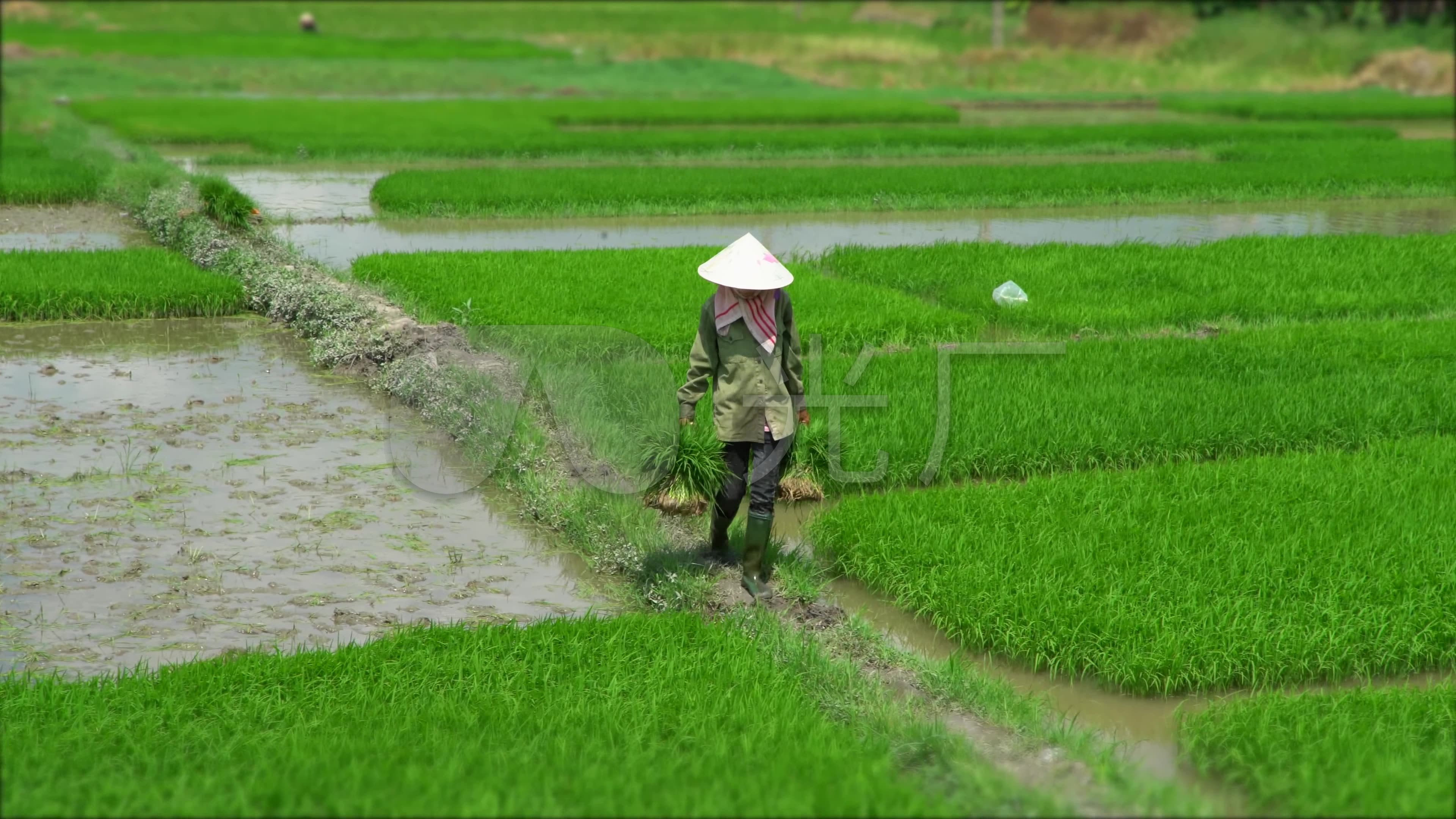 农民田里种地插秧_3840x2160_高清视频素材下载(编号