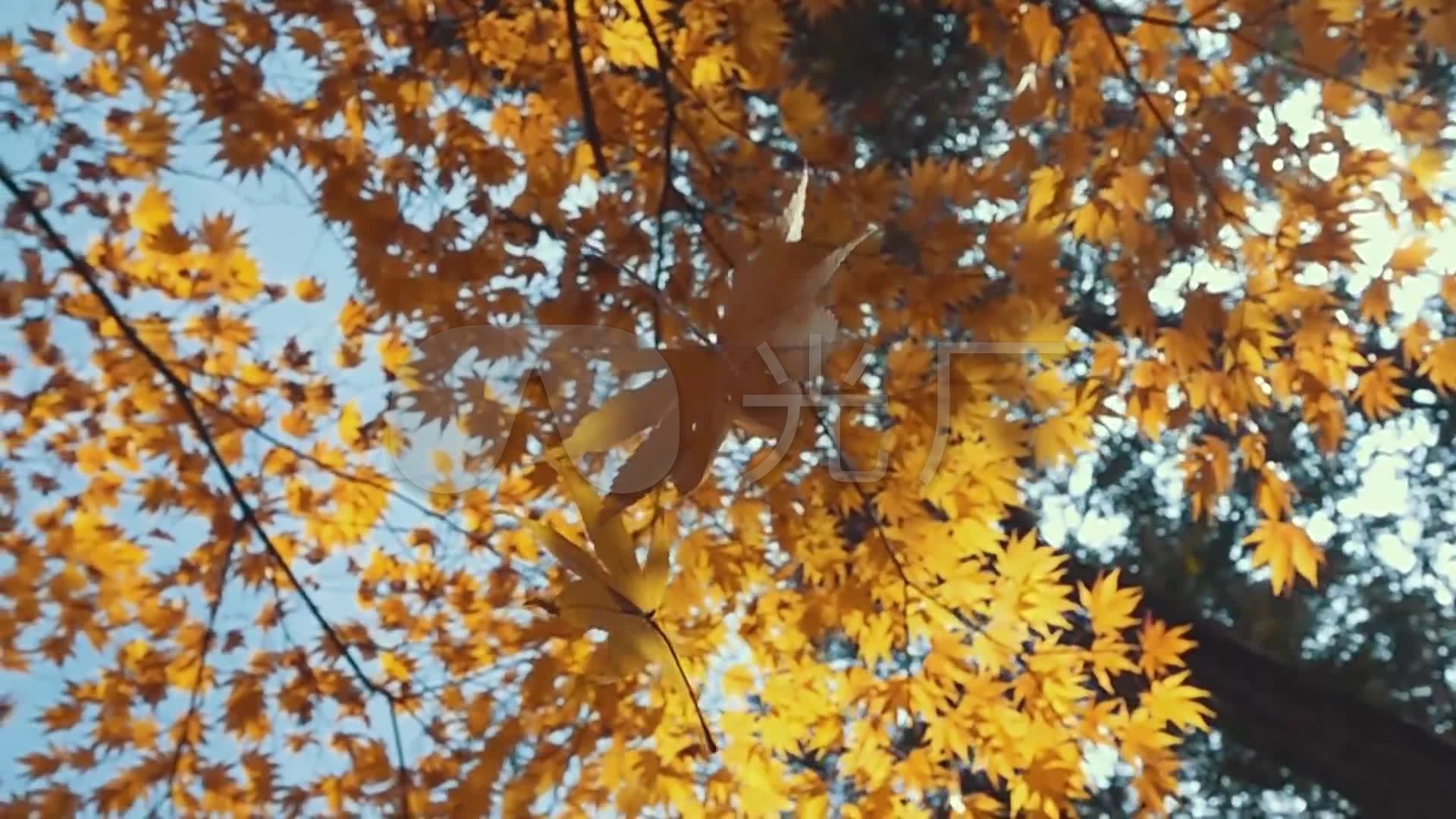 秋天枫叶森林枫树林枫树叶慢镜头落叶_1920x1080_高清图片
