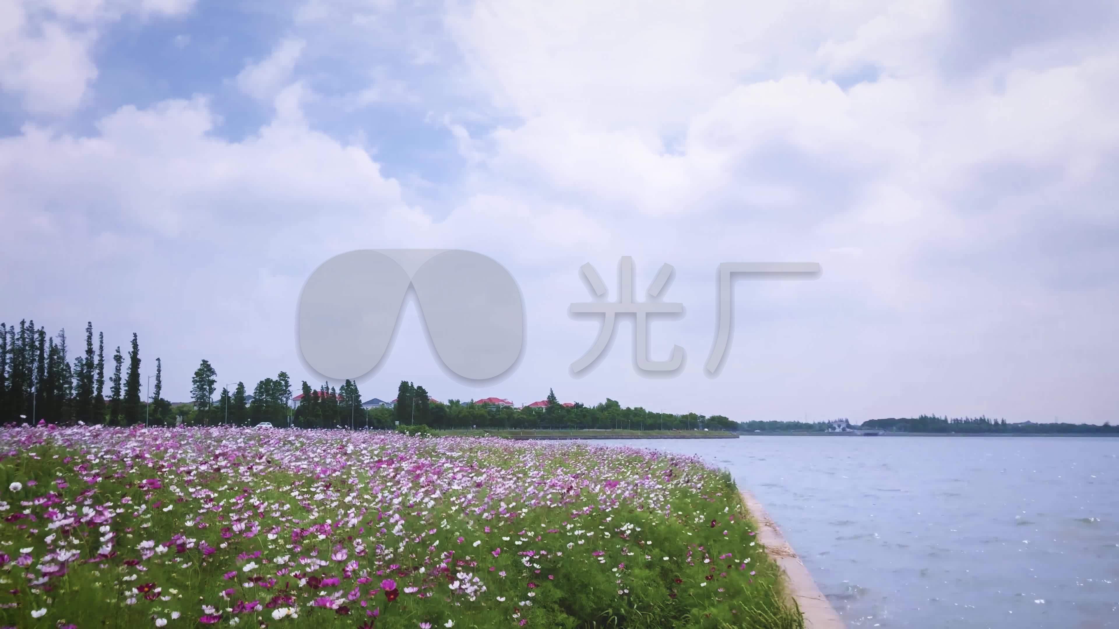 4k 风景 淀山湖 花海_1541