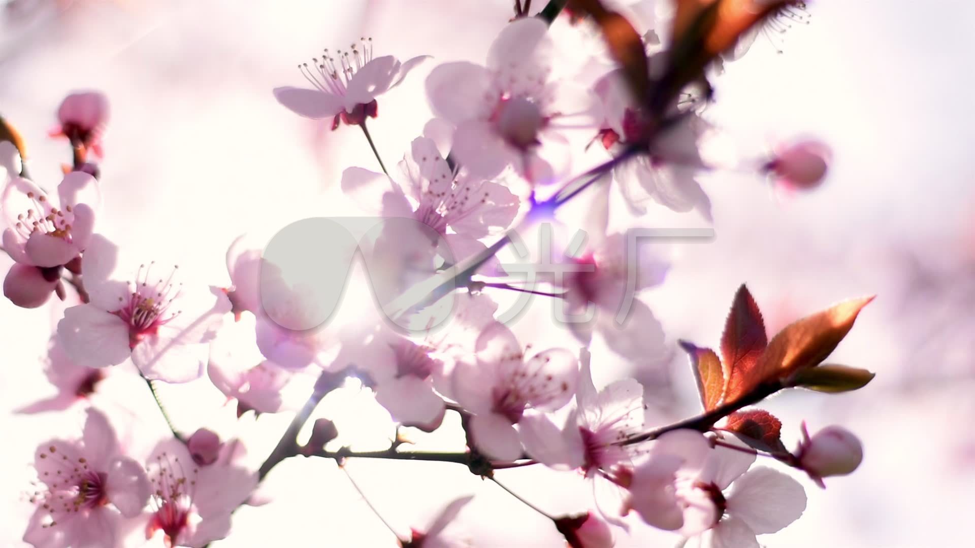 唯美梦幻樱花_1920x1080_高清视频素材下载(编号:)