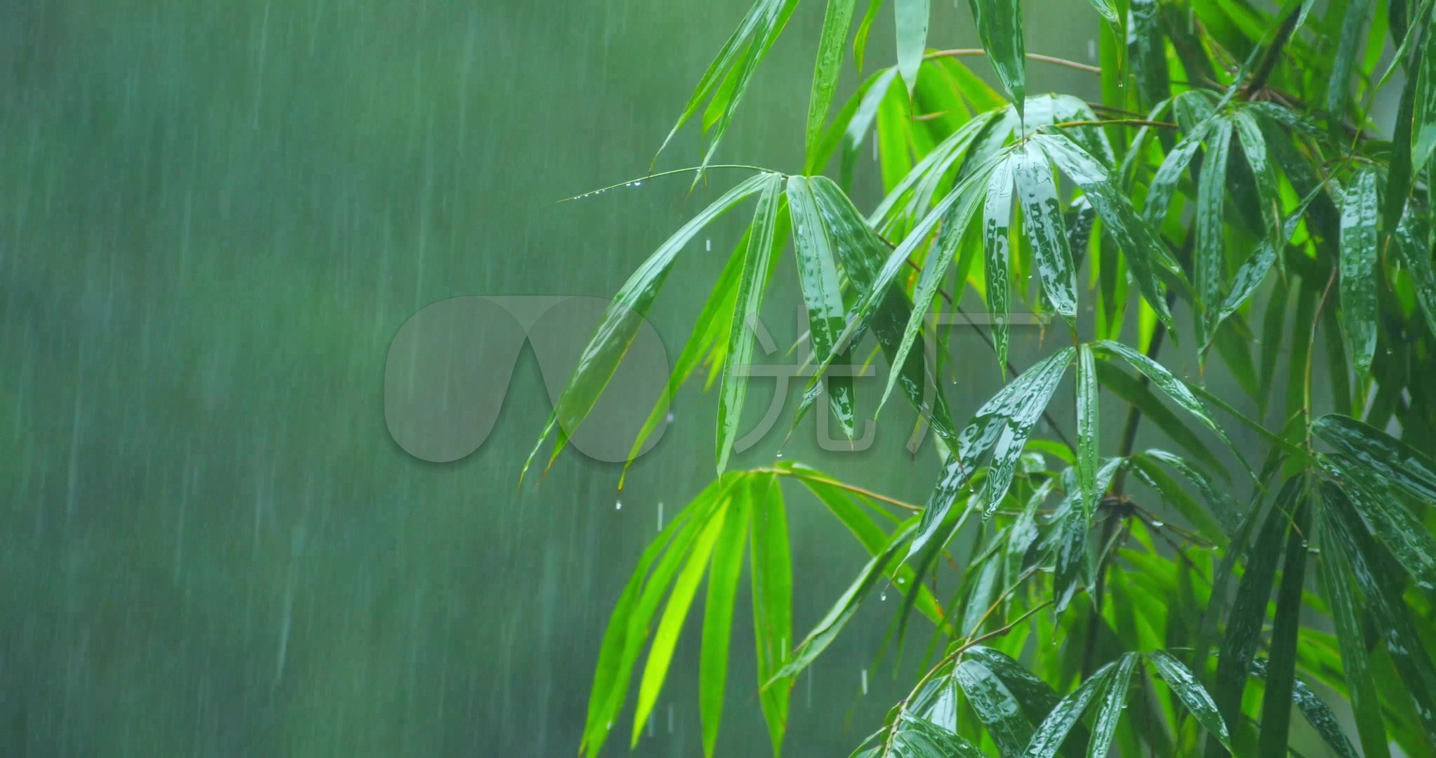 下雨天的竹子竹叶_2046x1080_高清视频素材下载(编号