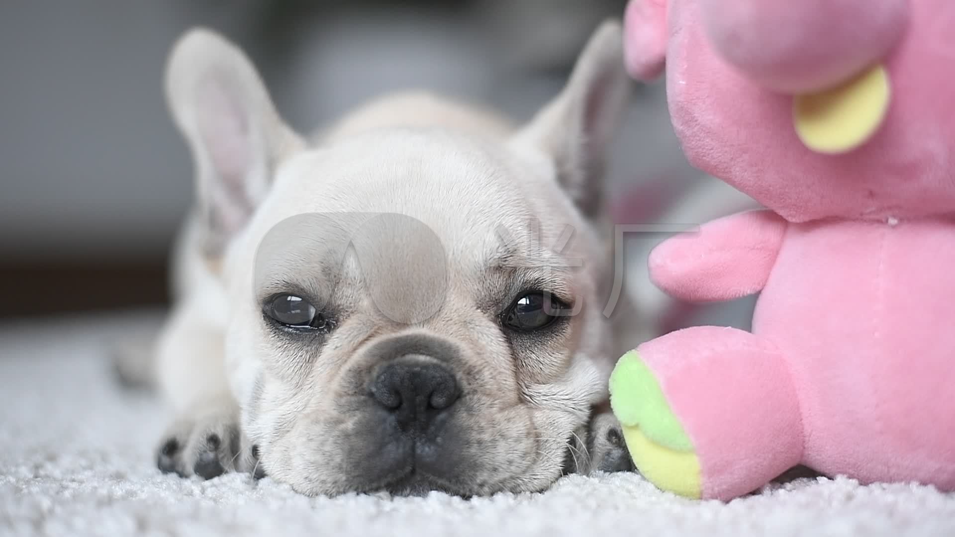 奶油色法国斗牛犬_1920x1080_高清视频素材下载(编号