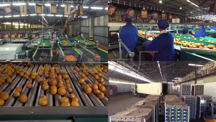 新鲜水果橘子柑桔水果工厂工业生产加工包装