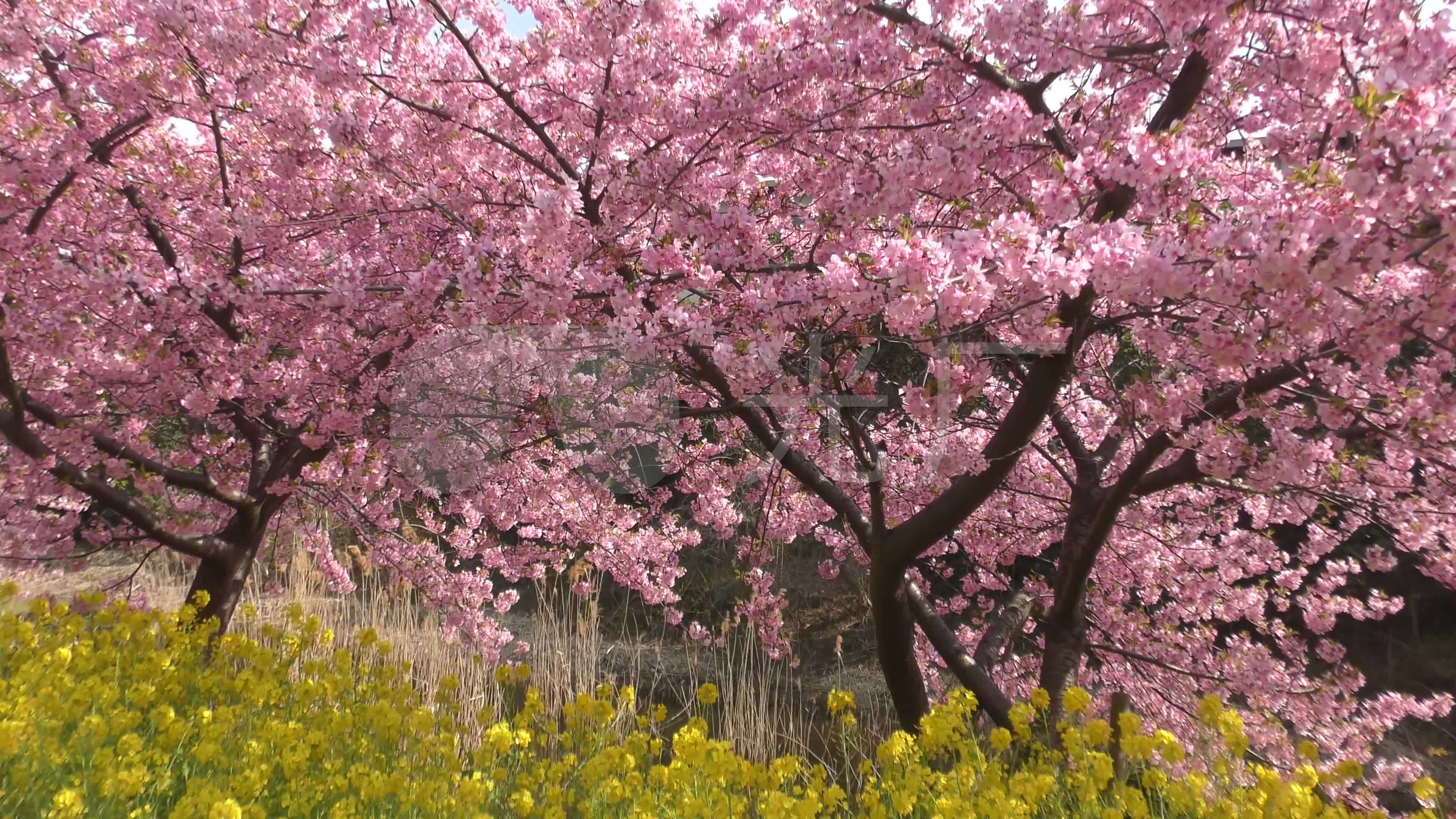 樱花树4k高清_3840x2160_高清视频素材下载(编号:)