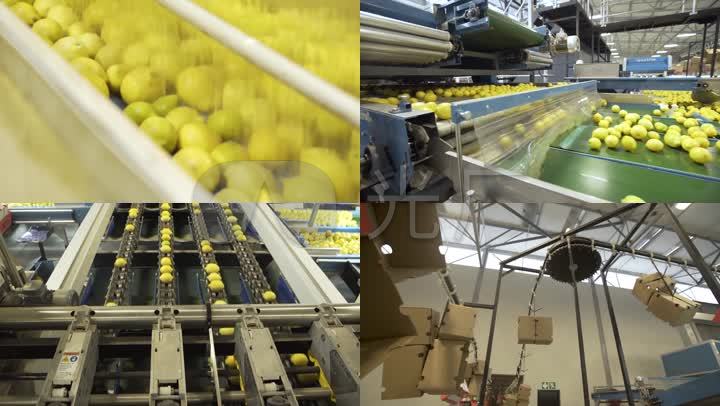 新鲜水果柠檬水果工厂生产加工包装