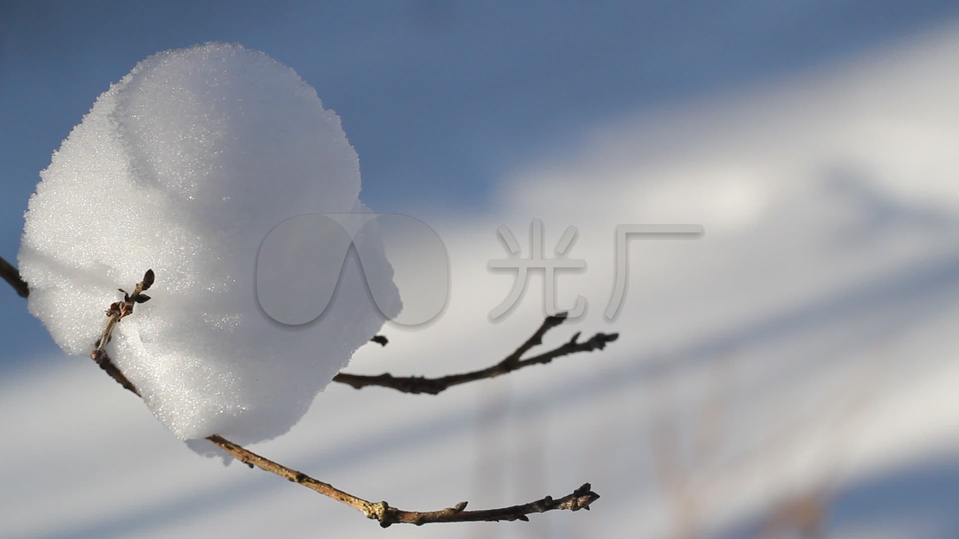 树梢上积压的冰雪