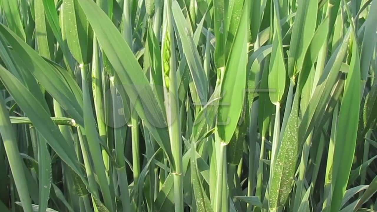 拔节孕穗绿色小麦