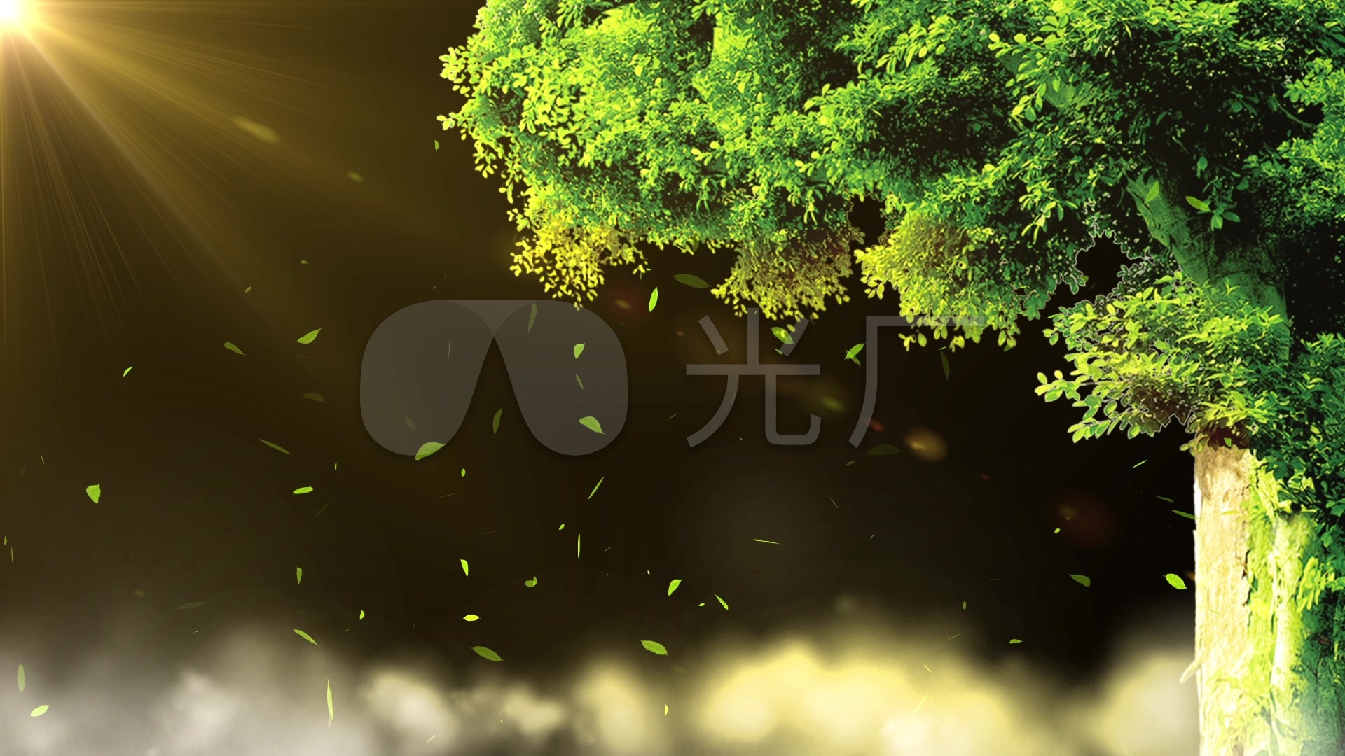 唯美静谧光照大树树叶飘落_1920x1080_高清视频素材
