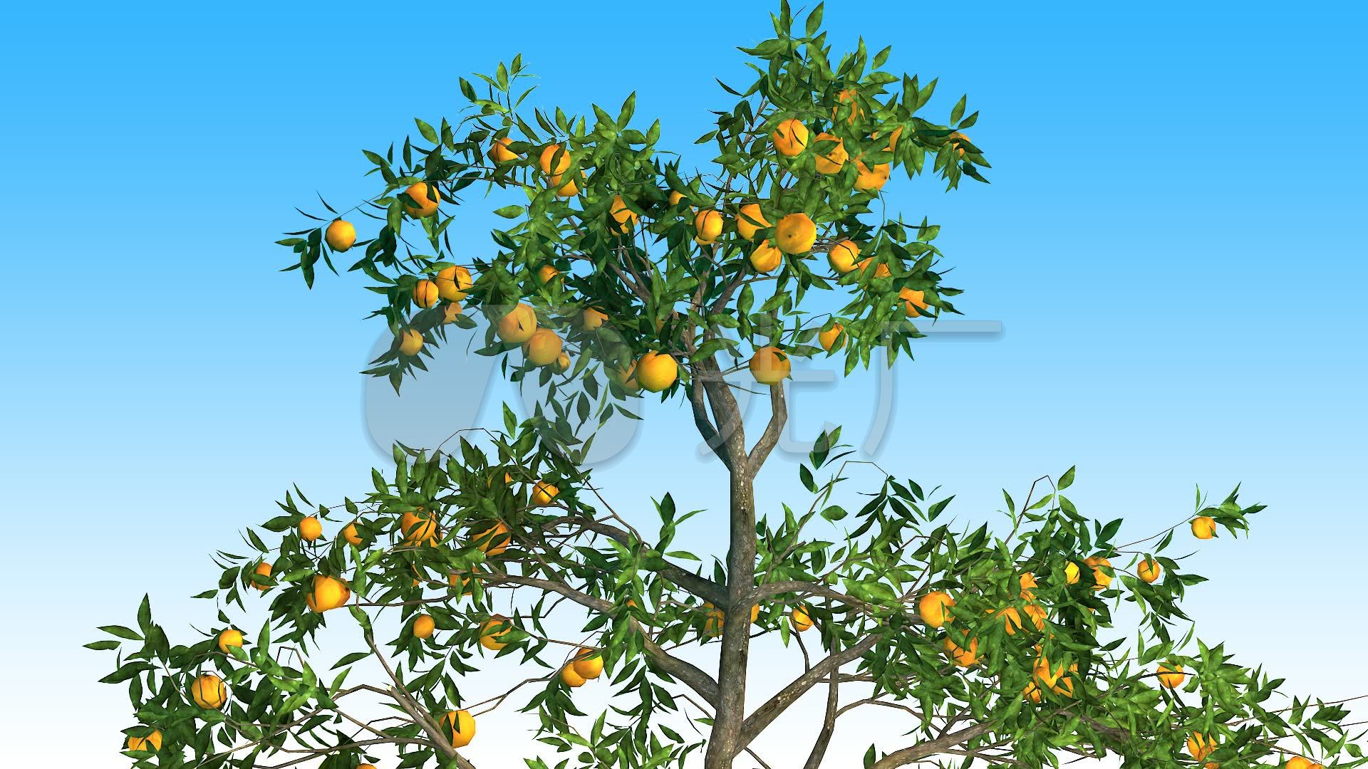 桔子树3dsmax2016_3dmax下载(编号:2778696)_3d模型