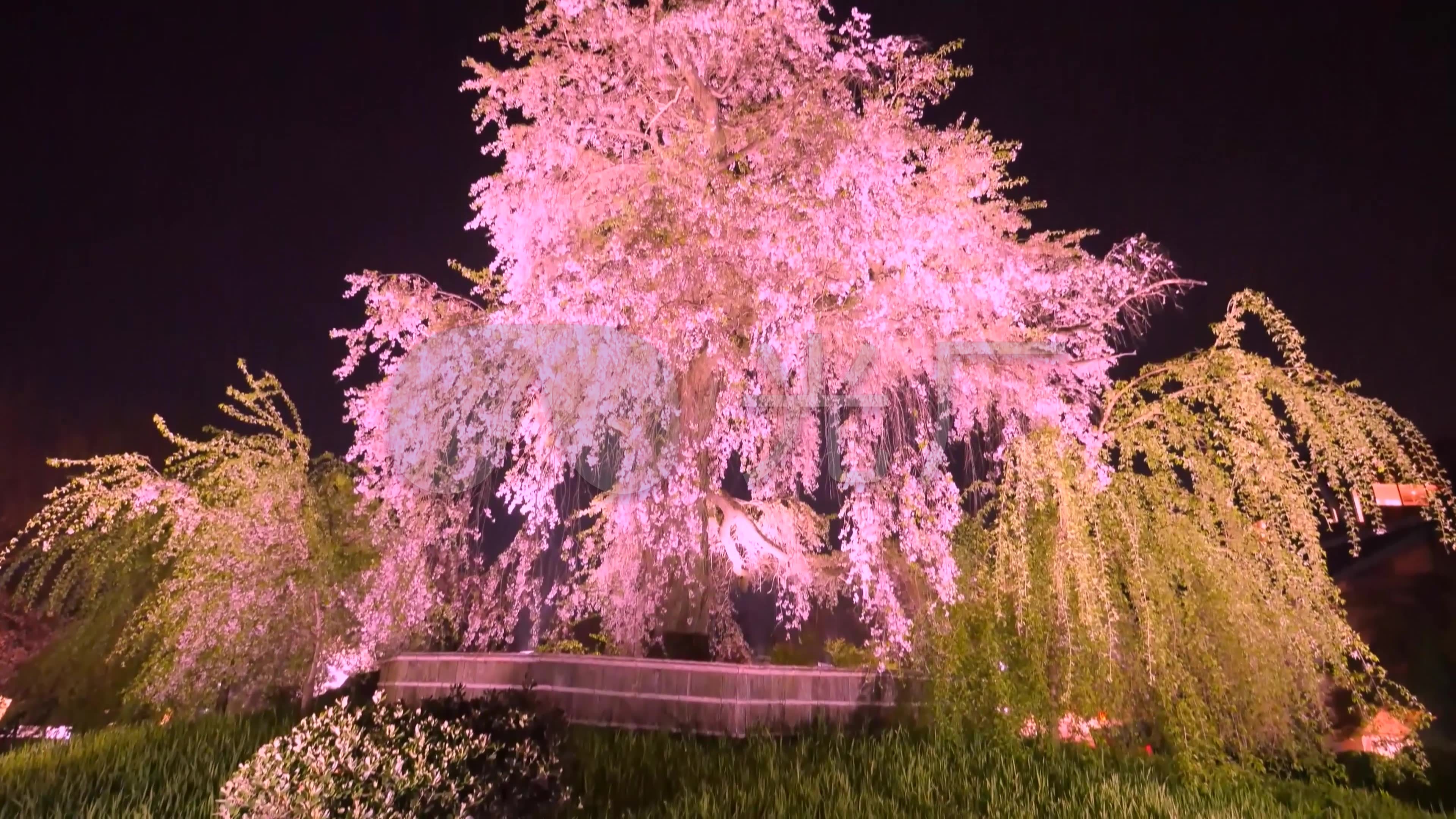 4k日本樱花夜景视频素材