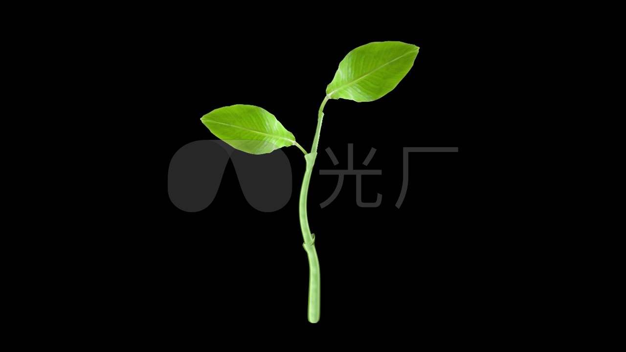 种子发芽通道视频_1280x720_高清视频素材下载(编号:)