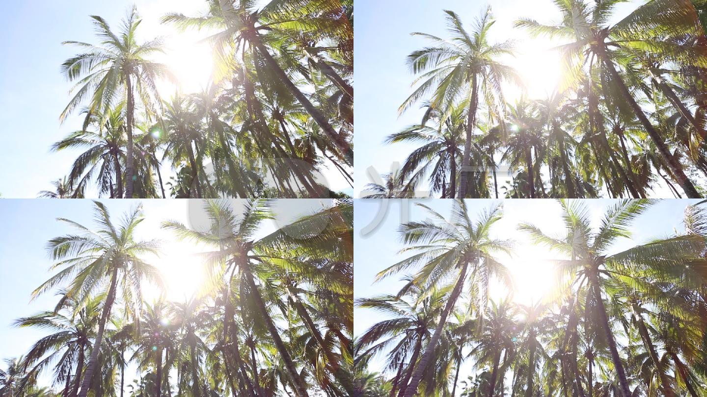 椰梦长廊 椰树 海边 东南亚 椰子树