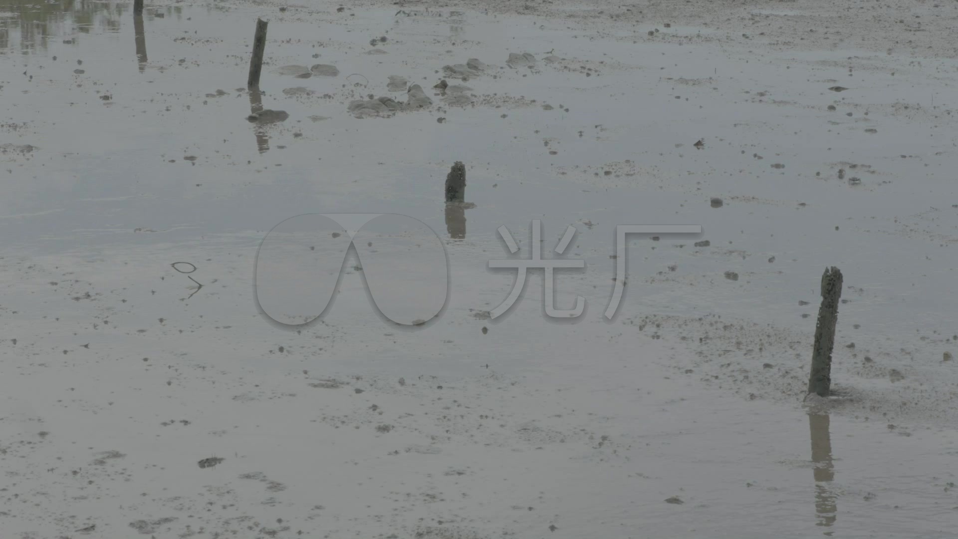 水塘养鱼池视频乡下水塘夏季水塘_1920X108楼房水草开盘图片