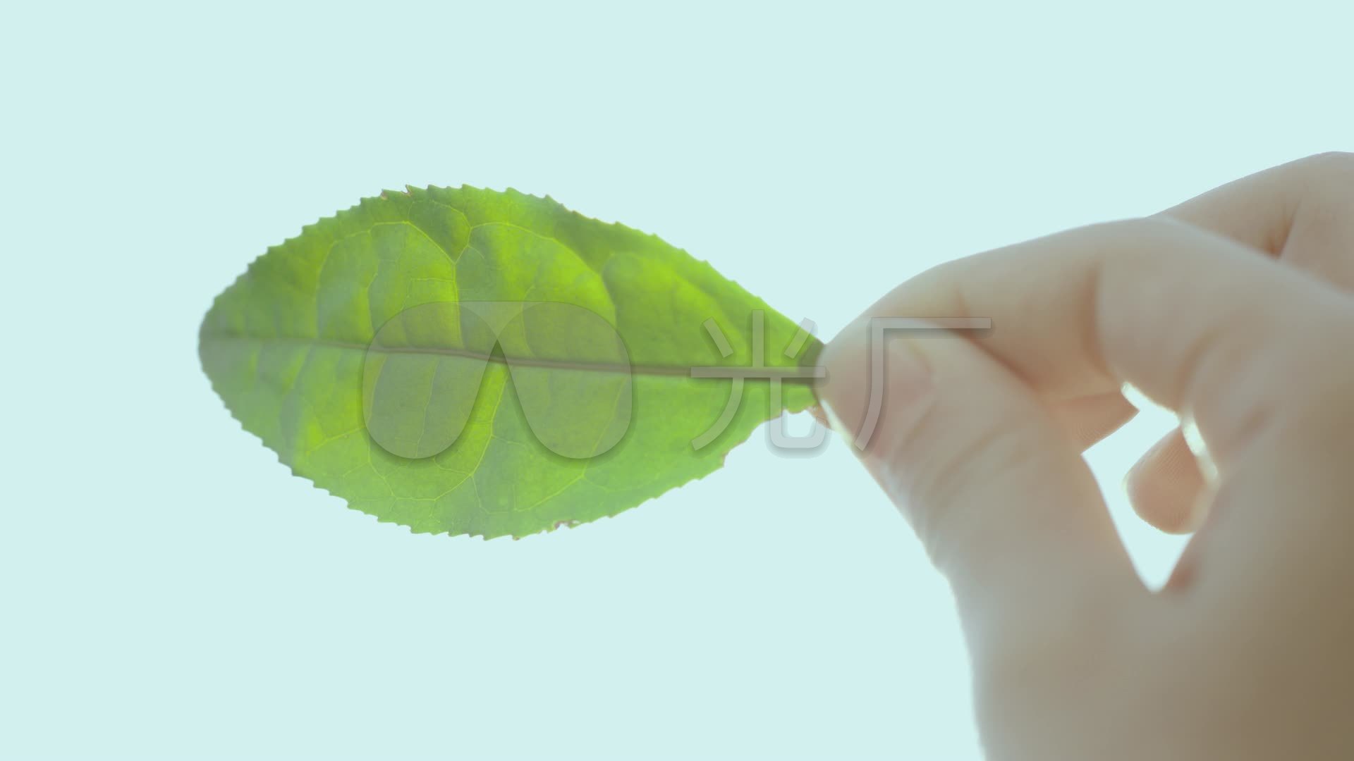 唯美 茶叶 太阳 手拿 天空