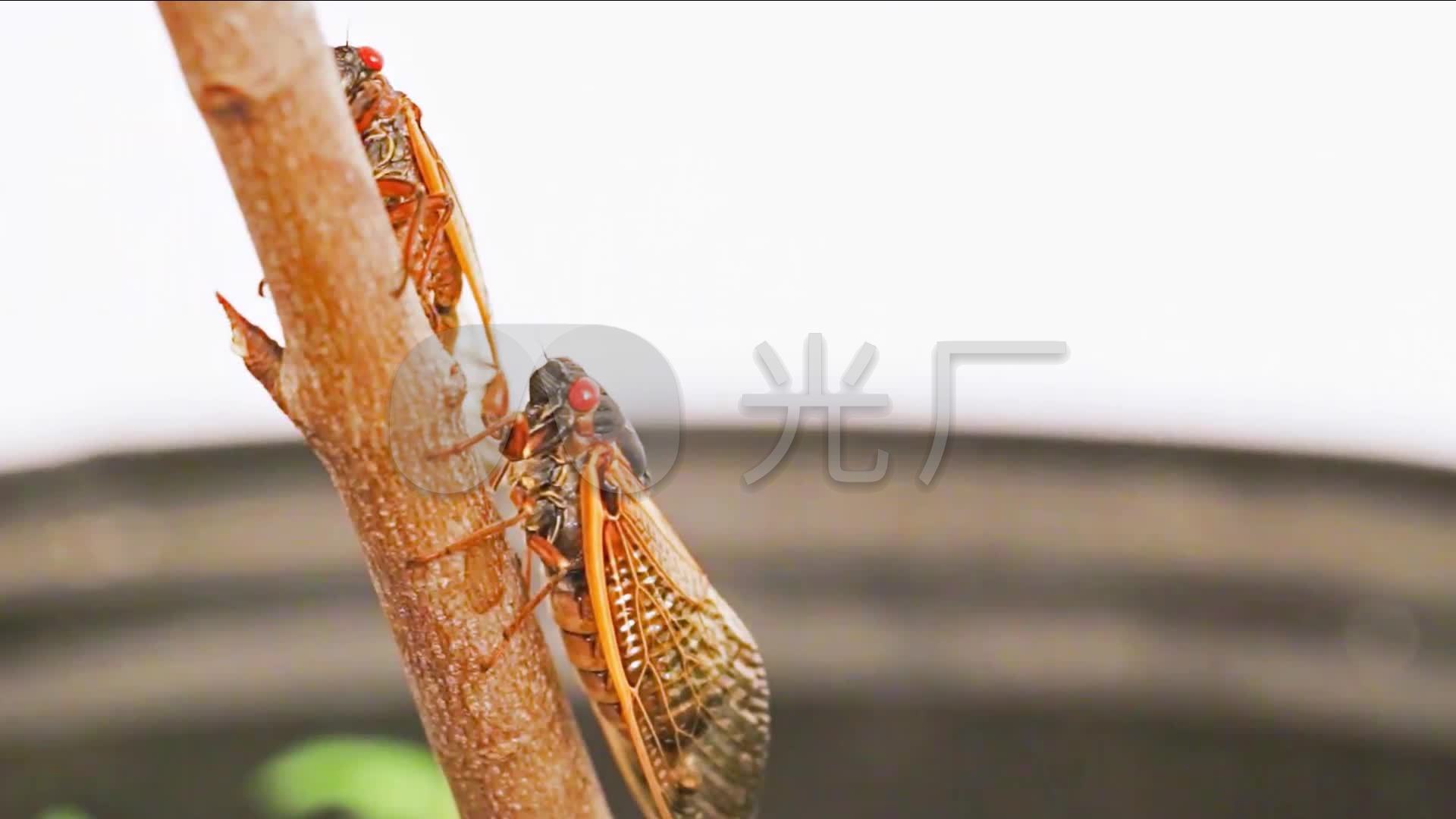 树枝蝉鸣蝉交配_1920x1080_高清视频素材下载(编号:2793138)_实拍视频