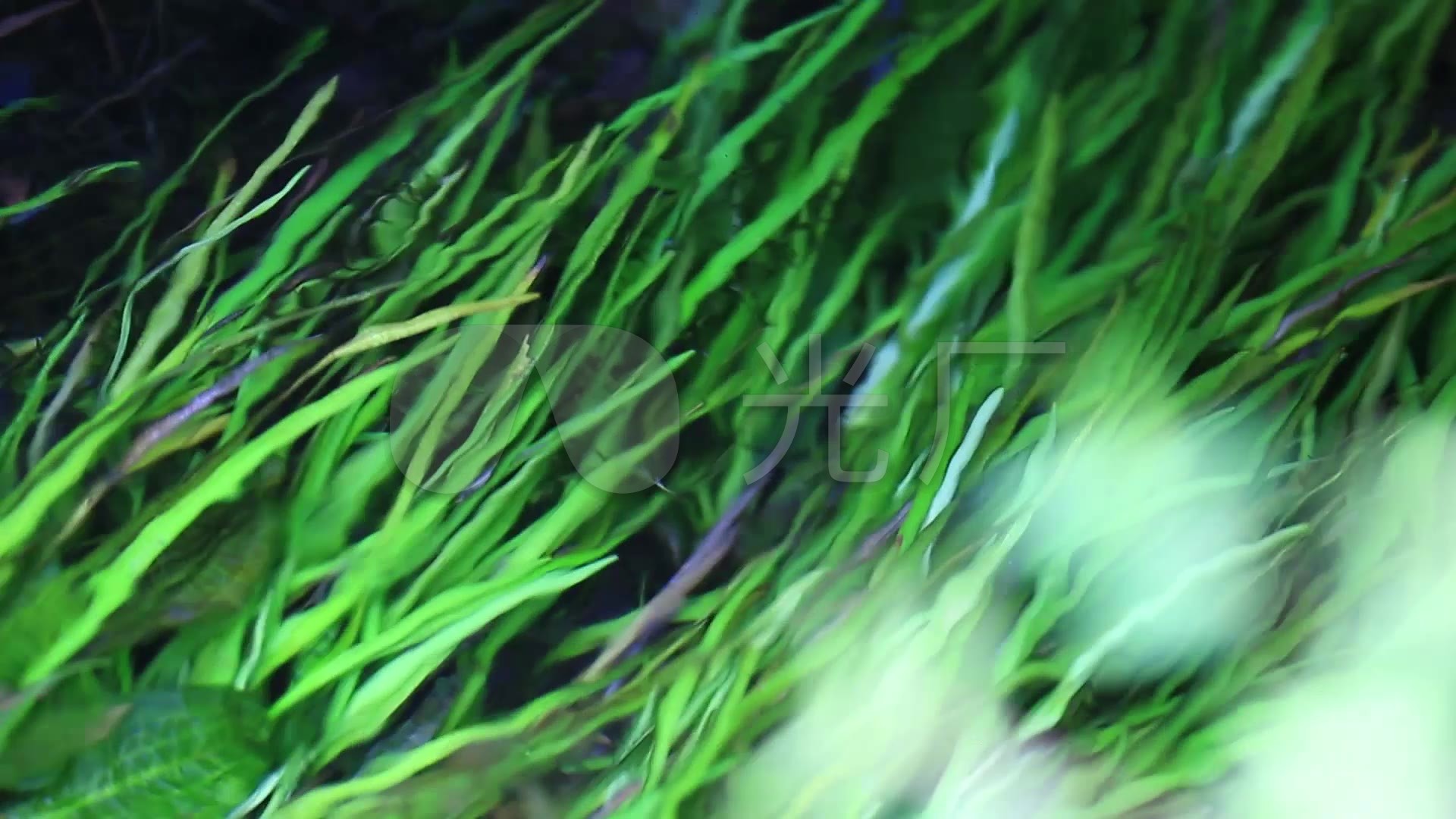 2组水下水草