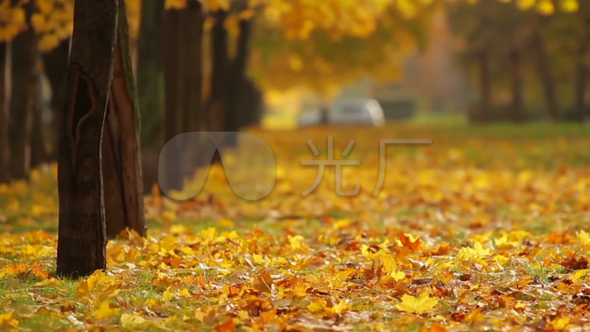 秋天印象枯黄树叶飘落银杏树林