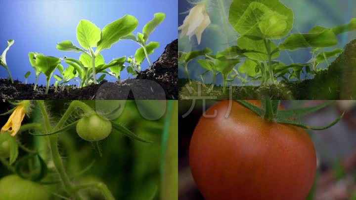 种子发芽生长蔬菜瓜果成熟