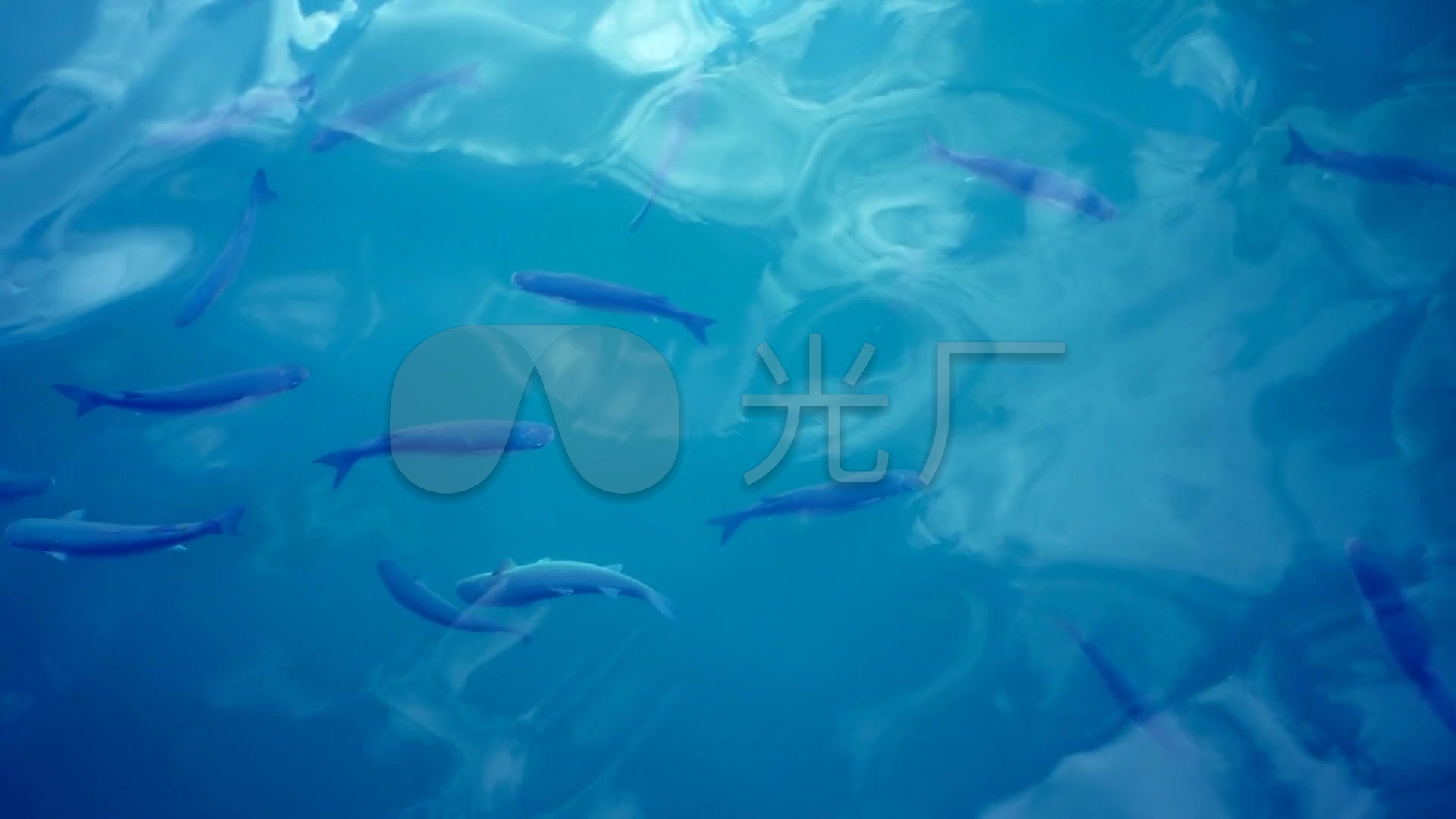 海底游鱼实拍素材_1920x1080_高清视频素材下载(编号