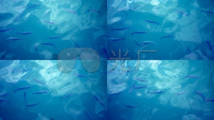 海底游鱼实拍素材