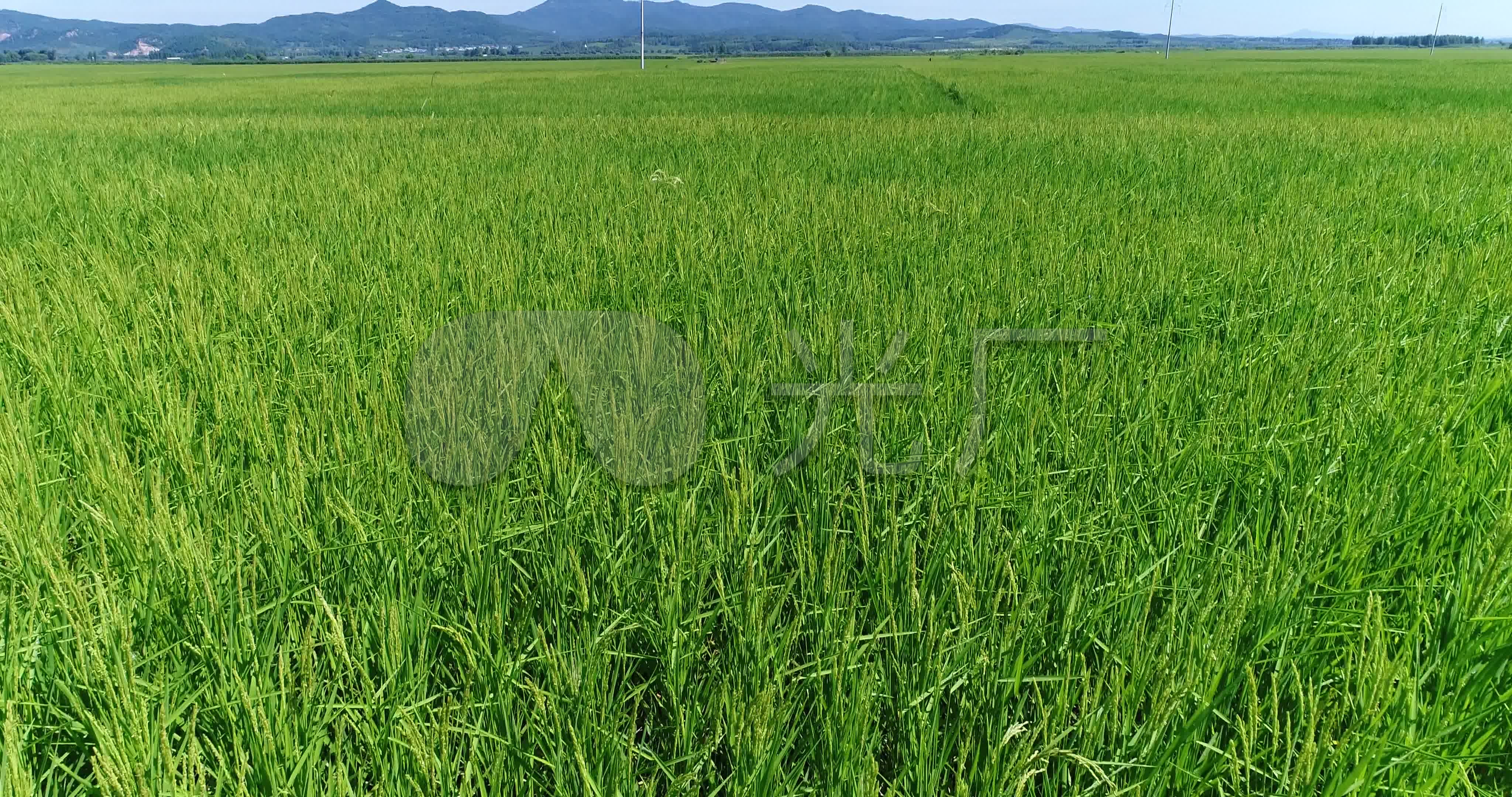稻田 航拍水稻 航拍稻田 五常大米 大米