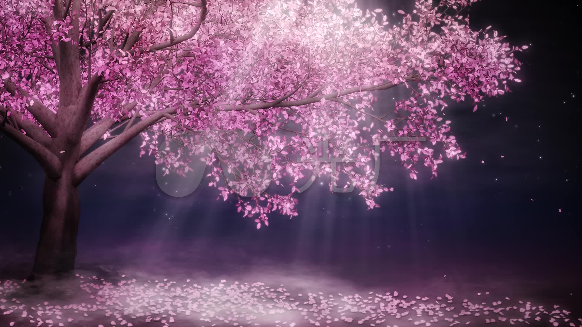 唯美梦幻浪漫樱花树循环视频_1920x1080_高清视频素材